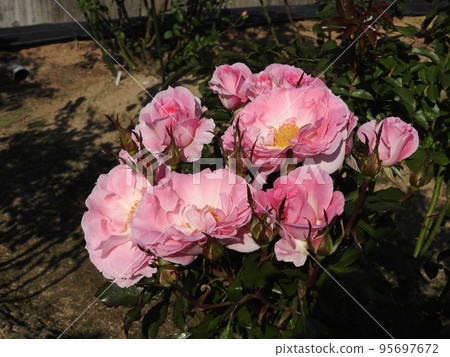 Autumn Roses: Variety = Strawberry Daiquiri Autumn Roses: Variety = Strawberry Daiquiri 95697672
