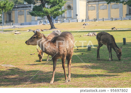 9 April 2012 The Deer of Nara, in Nara Park, Japan, 9 April 2012 The Deer of Nara, in Nara Park, Japan, 95697802