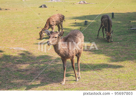 9 April 2012 The Deer of Nara, in Nara Park, Japan, 9 April 2012 The Deer of Nara, in Nara Park, Japan, 95697803