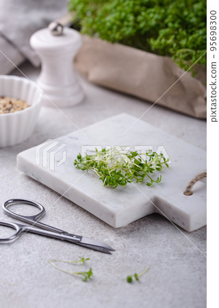 Microgreens sprouts of watercress salad. Microgreens sprouts of watercress salad. 95698300