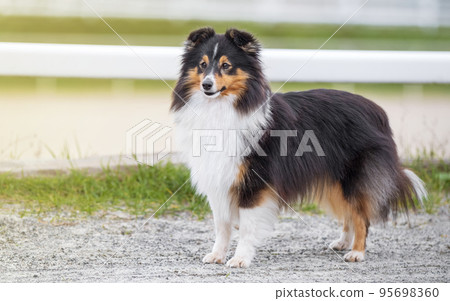 Collie. Sheltie. Stunning nice fluffy tricolor shetland sheepdog, dog outside portrait on a sunny summer day. Little collie dog smiling outdoors with blue heaven sky green grass. Sunlight. Summer Collie. Sheltie. Stunning nice fluffy tricolor shetland sheepdog, dog outside portrait on a sunny summer day. Little collie dog smiling outdoors with blue heaven sky green grass. Sunlight. Summer 95698360