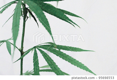 Fashionable illustration of cannabis and white background. cannabis with white background Fashionable illustration of cannabis and white background. cannabis with white background 95698553
