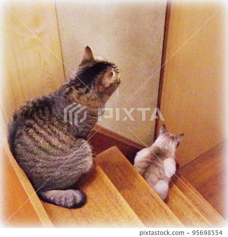 Two cats quietly waiting for snack time (illustration style) Two cats quietly waiting for snack time (illustration style) 95698554