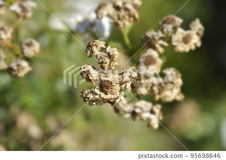 Sneezewort yarrow Sneezewort yarrow 95698646