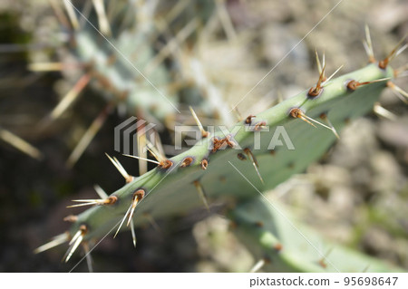 Tulip prickly pear 95698647