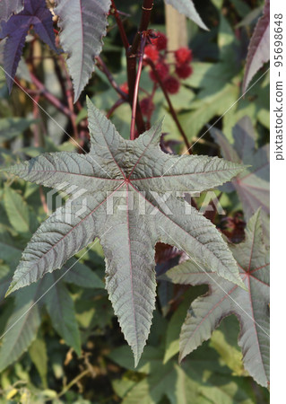 Castor oil plant Carmencita Castor oil plant Carmencita 95698648