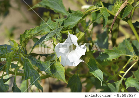 Thorn apple 95698657