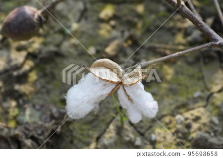 Upland cotton 95698658