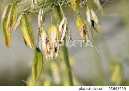 African Lily 95698659