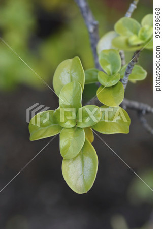 Mirror Bush 95698668