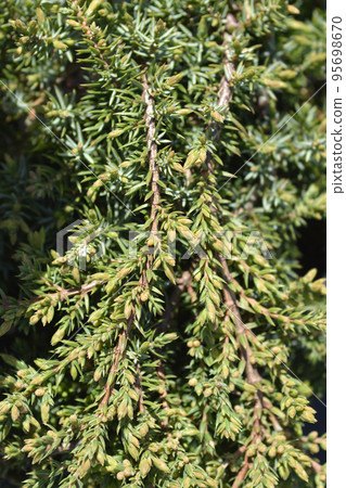 Juniper Green Carpet 95698670