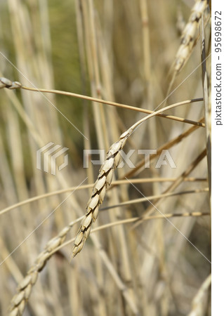 Dinkel wheat 95698672