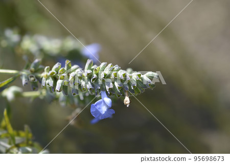 Pitcher sage Pitcher sage 95698673