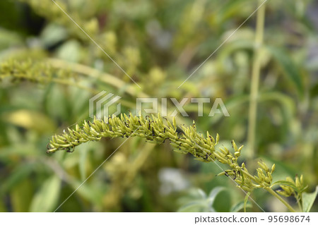 Summer lilac Summer lilac 95698674
