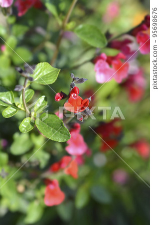 Sage Royal Bumble 95698676