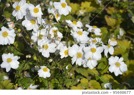 Japanese anemone Honorine Jobert Japanese anemone Honorine Jobert 95698677