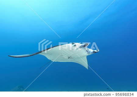 Manta Manta 95698834