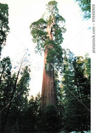 紅杉和國王峽谷國家公園 95698909
