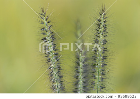 Close-up of the tip of the elongated Chikarashiba Close-up of the tip of the elongated Chikarashiba 95699522