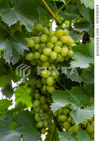 Ripe grapes grow on bushes. Bunch of grapes before harvest Ripe grapes grow on bushes. Bunch of grapes before harvest 95699604