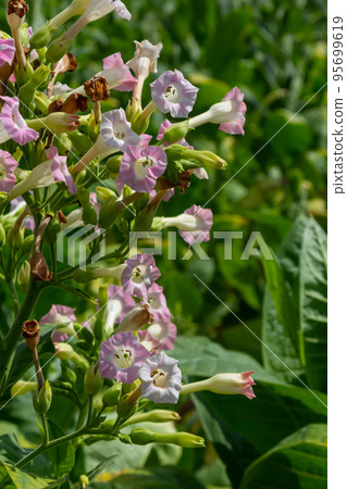 Tobacco Flowers. Tobacco big leaf crops growing in tobacco plantation field 95699619