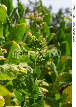 Tobacco big leaf crops growing in tobacco plantation field 95699620