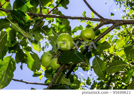 Green apples on a branch ready to be harvested, outdoors, selective focus 95699621