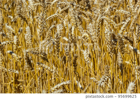 Fields of wheat at the end of summer fully ripe Fields of wheat at the end of summer fully ripe 95699625
