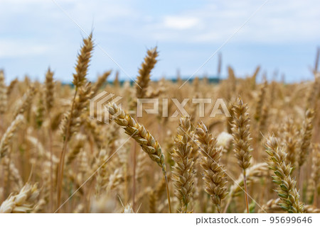field of golden wheat and blue sky, agricultural field 95699646