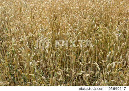 Fields of wheat at the end of summer fully ripe Fields of wheat at the end of summer fully ripe 95699647