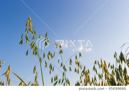 Avena sativa, Common oat, cereal grain grown for human consumption as oatmeal and rolled oat 95699666