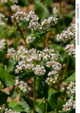 Field of buckwheat and close up of buckwheat blossoms. Buckwheat agriculture Field of buckwheat and close up of buckwheat blossoms. Buckwheat agriculture 95699675