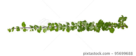 leaf vine isolates on a white background 95699688