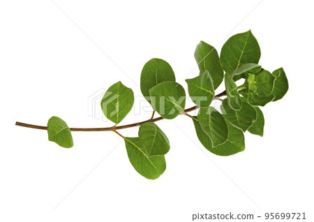 leaf vine isolates on a white background leaf vine isolates on a white background 95699721