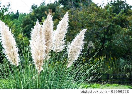 big beautiful pampas grass big beautiful pampas grass 95699938