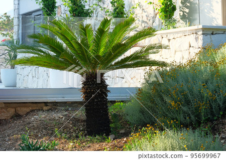 Cycas revoluta. Palm tree in garden. Green palm tree stands at entrance to a private hotel. Design of exterior of building. 95699967