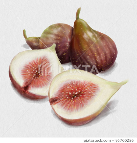 無花果的插圖，好像是用水彩畫的，有背景 95700286