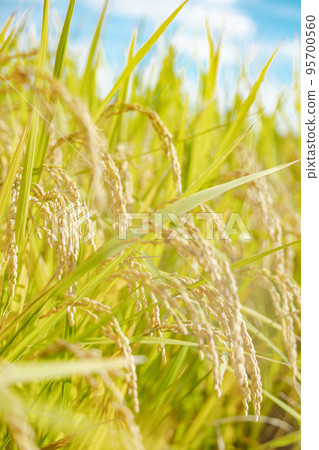 Golden ears of rice Rural scenery 95700560