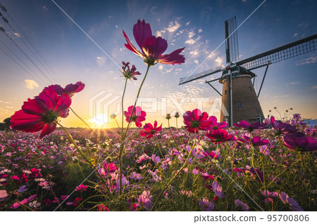 Cosmos field illuminated by the setting sun at Sakura Furusato Hiroba, Chiba Prefecture 95700806
