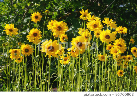 Jerusalem artichoke flowers grow in lawn in park. Bright yellow flowers on blurred background in meadow. Helianthus tuberosus L. Jerusalem artichoke flowers grow in lawn in park. Bright yellow flowers on blurred background in meadow. Helianthus tuberosus L. 95700908