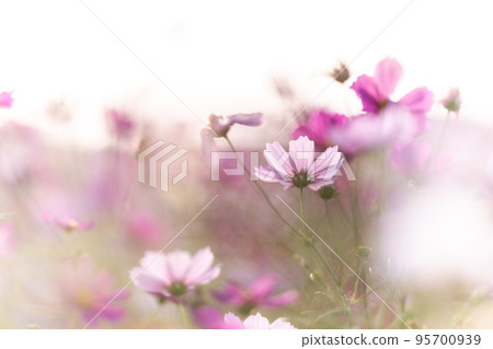 Cosmos swaying in the wind 95700939