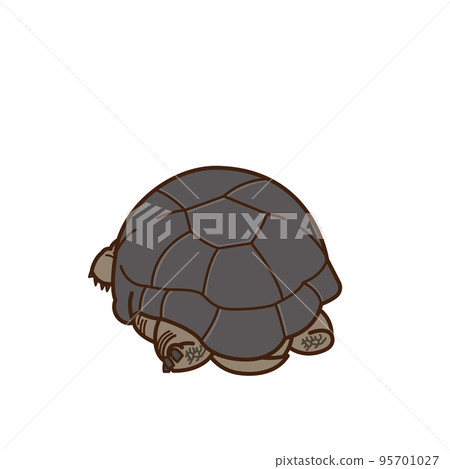 Aldabra giant tortoise Aldabra giant tortoise 95701027