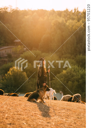 Female shepherd with a dog grazes a flock on the lawn Female shepherd with a dog grazes a flock on the lawn 95701220