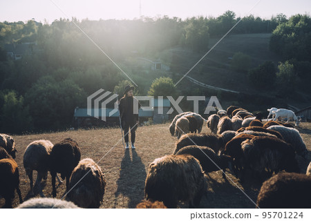 Female shepherd and flock of sheep at a lawn Female shepherd and flock of sheep at a lawn 95701224