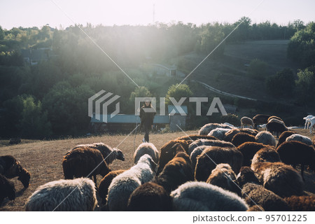Female shepherd and flock of sheep at a lawn Female shepherd and flock of sheep at a lawn 95701225