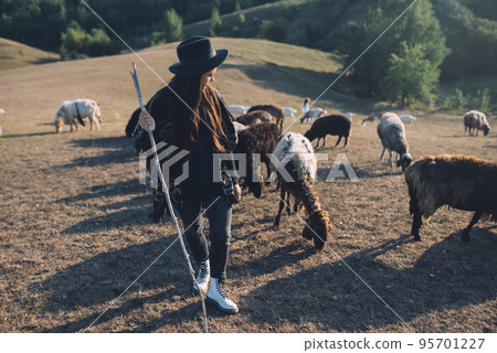 Female shepherd and flock of sheep at a lawn Female shepherd and flock of sheep at a lawn 95701227