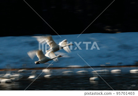 兩隻飛天鵝慢快門 95701403