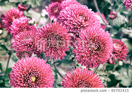 Chrysanthemum wallpaper. Floral bright picturesque background. Opened chrysanthemums buds in nursery. Toned image. 95701415
