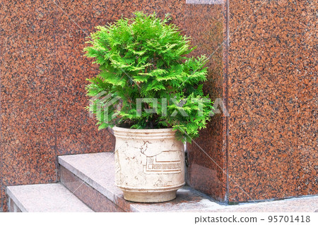 Cypress in outdoors pot. Thuja occidentalis danica in container, coniferous trees. Landscape design in city. Cypress in outdoors pot. Thuja occidentalis danica in container, coniferous trees. Landscape design in city. 95701418