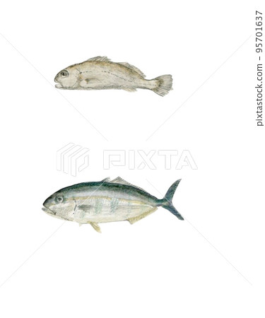 Ishimochi and yellowtail facing left 95701637